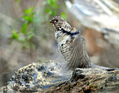 Grouse, Ruffed