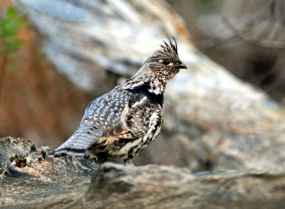 Grouse, Ruffed