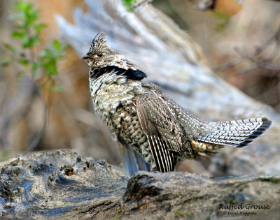 Grouse, Ruffed (Drumming)