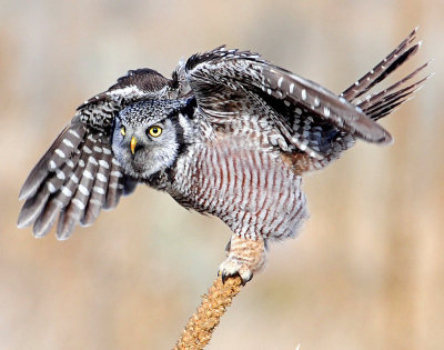 Hawk Owl, Northern