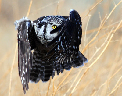 Hawk Owl, Northern