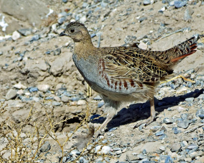 Partridge, Gray