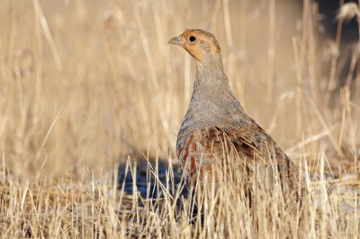 Partridge, Gray (Aug. 27, 2016)