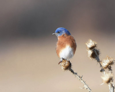 Bluebird, Eastern