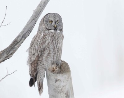 Owl, Great Gray 
