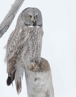 Owl, Great Gray-Utah