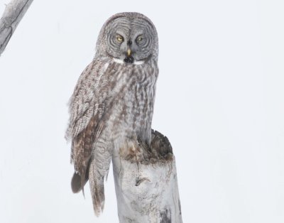 Owl, Great Gray