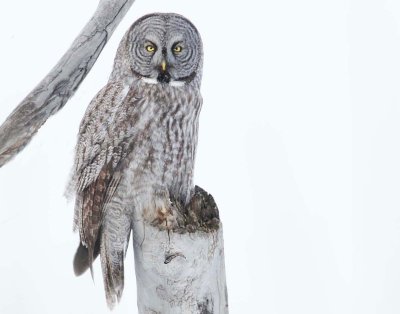 Owl, Great Gray-Utah
