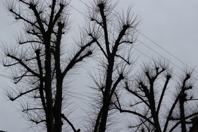 167_TreeLess