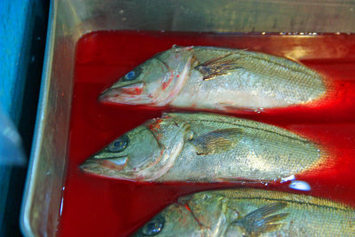 Dead Fish