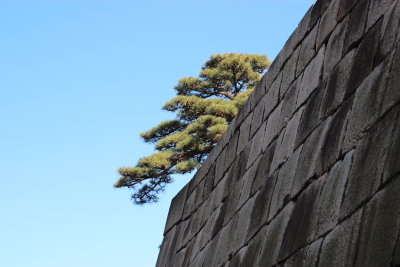 912_Tree_on_Wall
