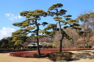 879_Garden_Trees
