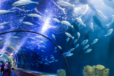 Valencia Oceanogràfic