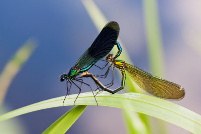 Banded Demoiselle