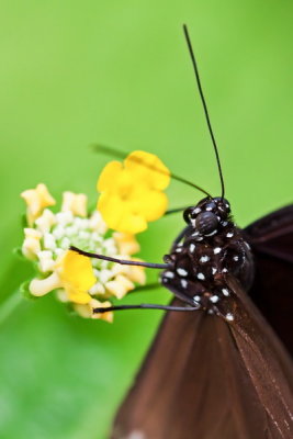 Butterfly garden