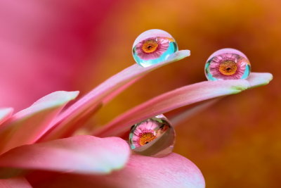 Reflecting water drops