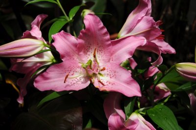 DSC_0241.jpg