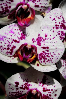 In Full Bloom {Barry Towe}