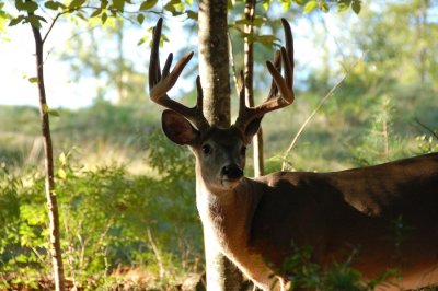 Huge Buck in velvet and after he shed his velvet {Barry Towe Photography}