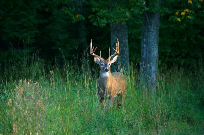 Huge Buck in velvet and after he shed his velvet {Barry Towe Photography}