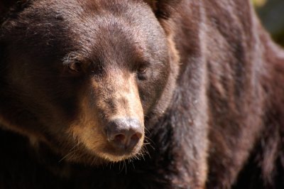 BEAR {Barry Towe Photography]