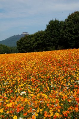 In Full Bloom at Pilot Mountain {Barry Towe Photography}