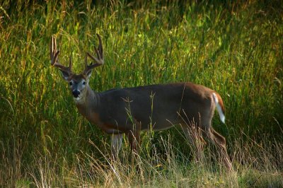 Huge Buck's {Barry Towe Photography}