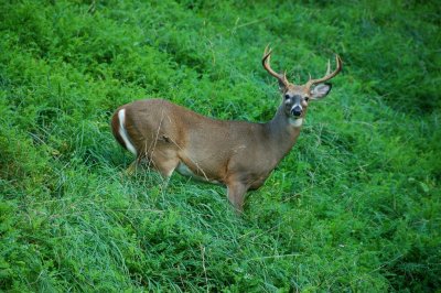 Buck's By:Barry Towe Photography