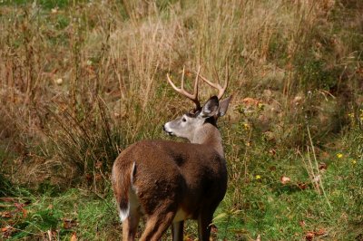 Chasing Whitetail's {Barry Towe Photogrpahy}