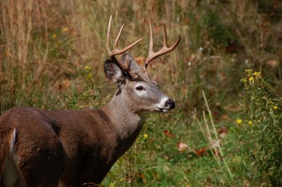 Whitetail World By:Barry Towe Photography
