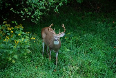 Big Bucks By:Barry Towe Photogrpahy