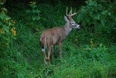 Buck's {Barry Towe Photogrpahy}