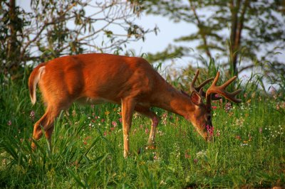 Buc's feeding in the Summer months in Velvet By:Barry Towe Photography