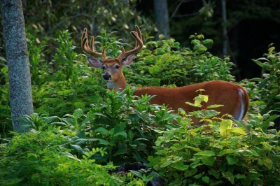 Chasing Buck's By:Barry Towe Photogrpahy