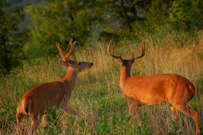 Summertime Big Whitetail's By:Barry Towe Photography