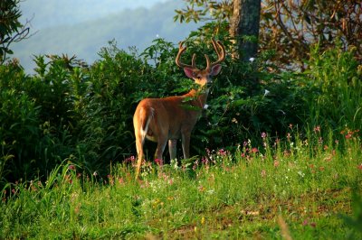 Summertime Huge Bucks By:Barry Towe Photography