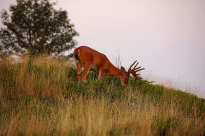 Huge Bucks Feeding in the Summer months