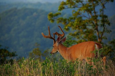 Huge Buck head down the mountian By:Barry Towe Photography