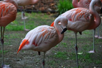 DSC_1457.jpg