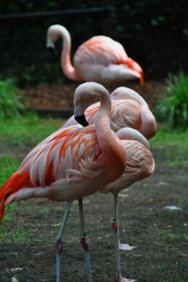 DSC_1463.jpg