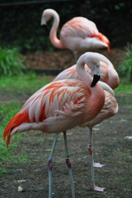 DSC_1464.jpg