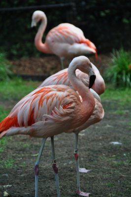 DSC_1465.jpg