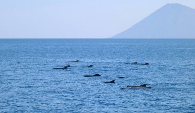  Pilot whales