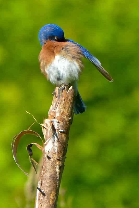 Blue Bird 2014-5