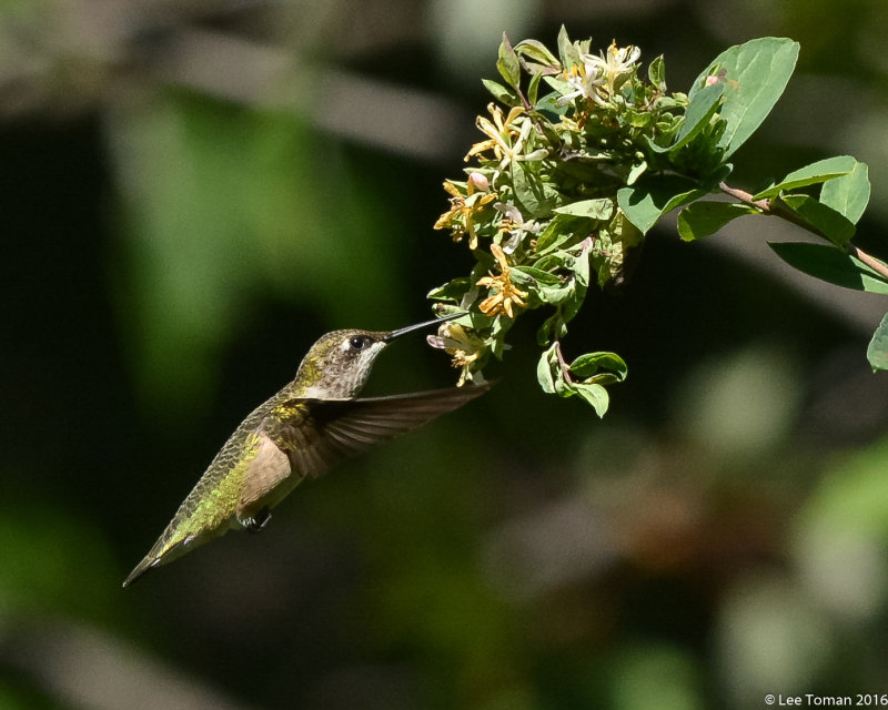 Male Ruby Throated Hummingbird-6