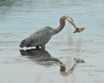 Great Blue Heron with Fish-2