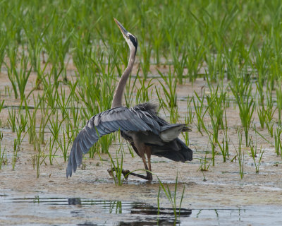 Great Blue Heron's Mating Dance-2