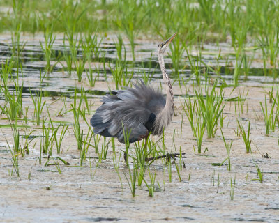 Great Blue Heron's Mating Dance-3