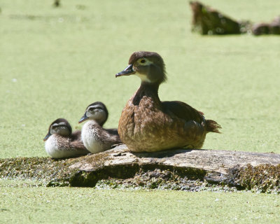 Female Wood Duck with Kids