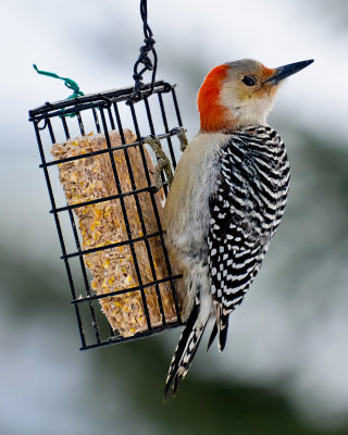 Red_Bellied_Woodpecker1-Female.jpg